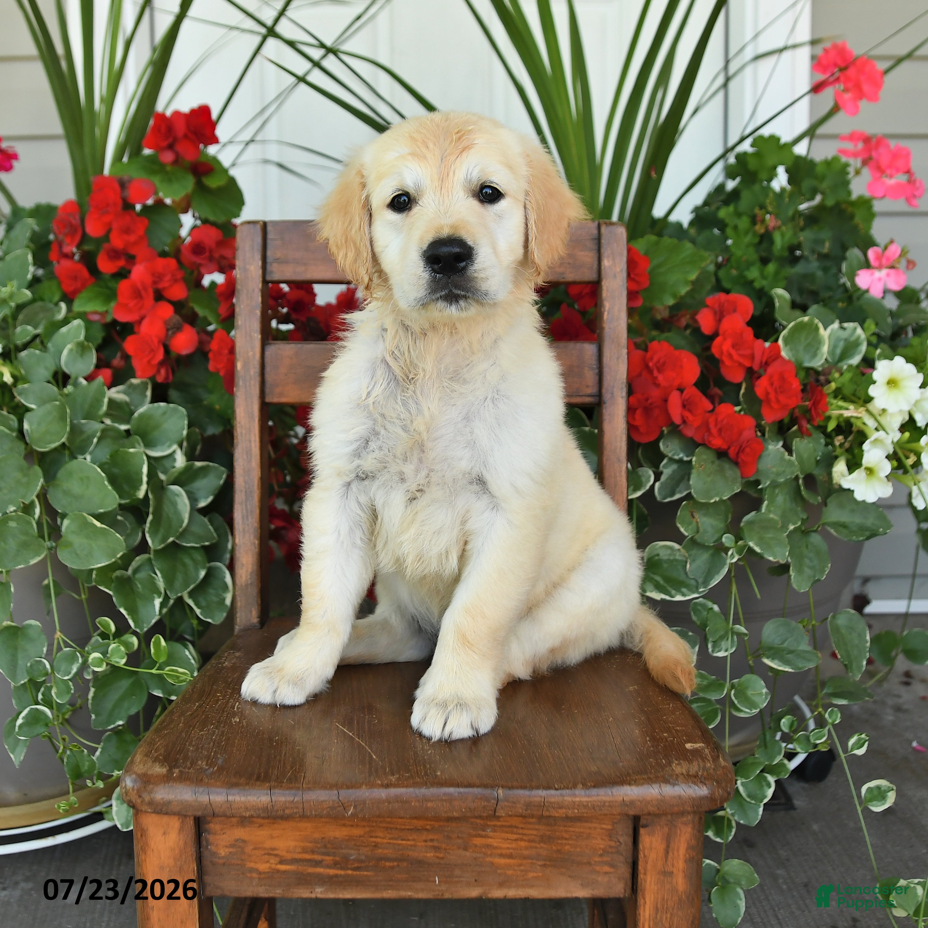 Golden Retriever dogs for sale: Rob   - Ad 3