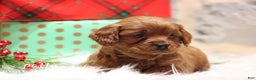 Cavapoo dogs for sale: Patty - Ad 6