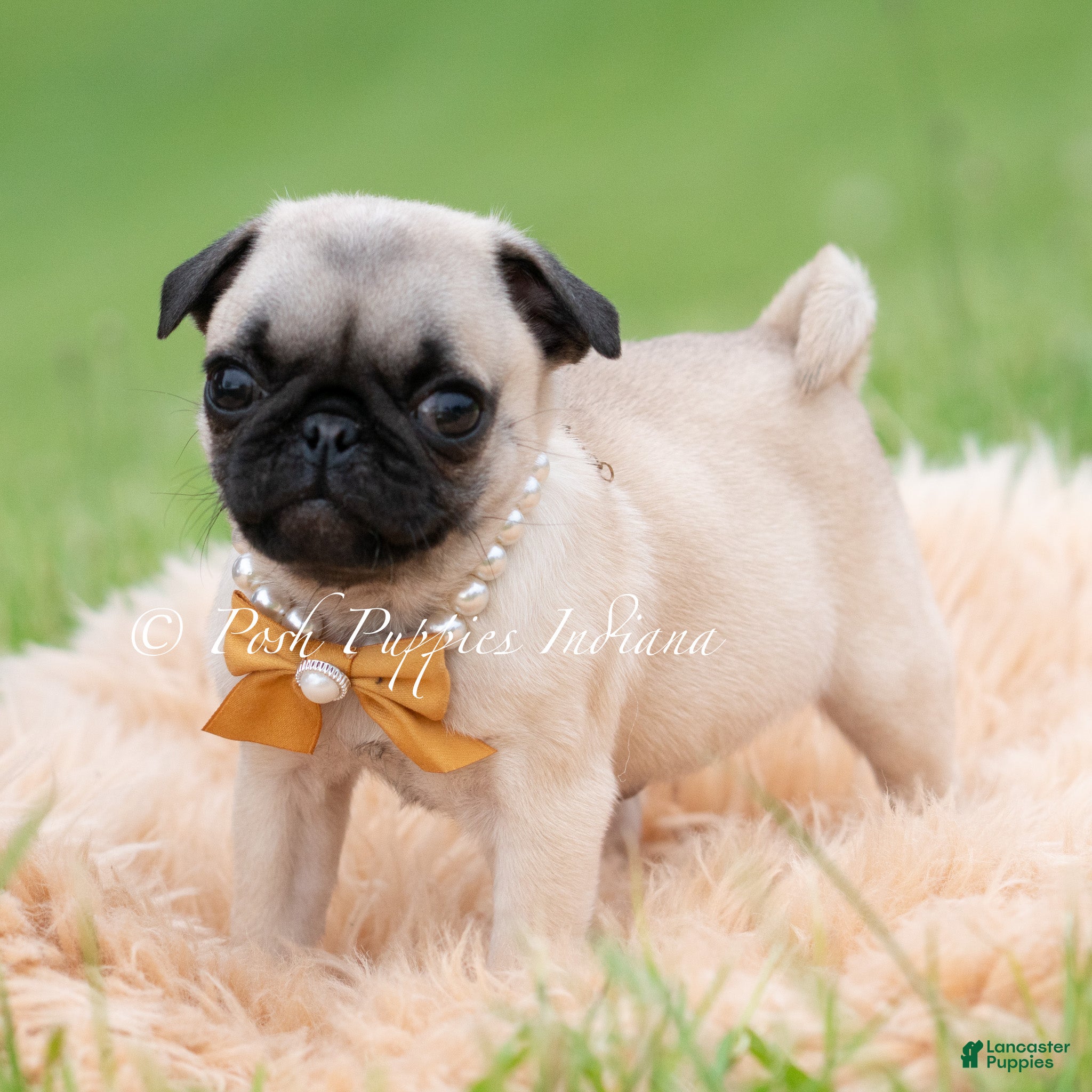 Bolt Akc