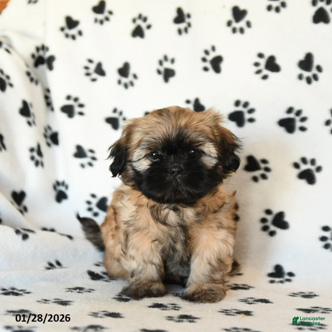 Shih Tzu dogs for sale: Olivia - Ad 3