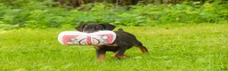 Doberman Pinscher dogs for sale: Malcolm - Ad 5