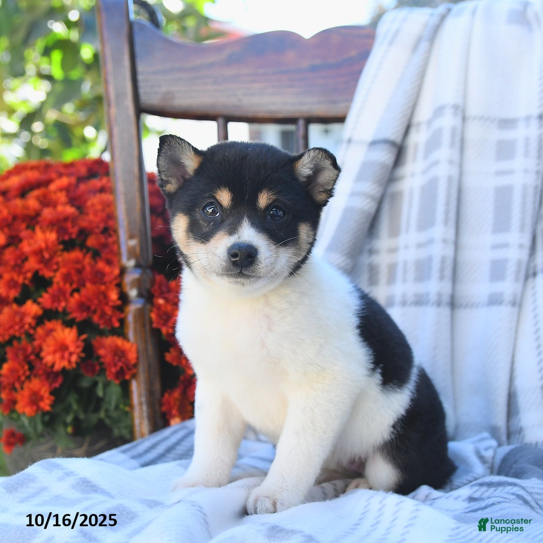 Shiba Inu dogs for sale: Tulip - Ad 6