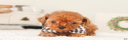 Toy Poodle dogs for sale: Gingerbread - Ad 4