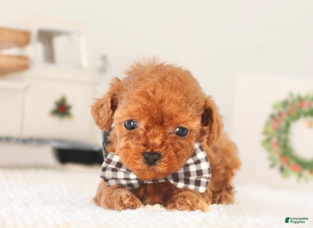 Toy Poodle dogs for sale: Gingerbread - Ad 4