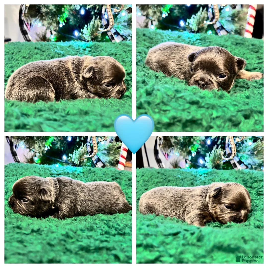 French Bulldog dogs for sale: French Bulldog Puppy 2 - Ad 1