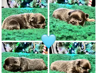 French Bulldog dogs French Bulldog Puppy 2 - Ad 11