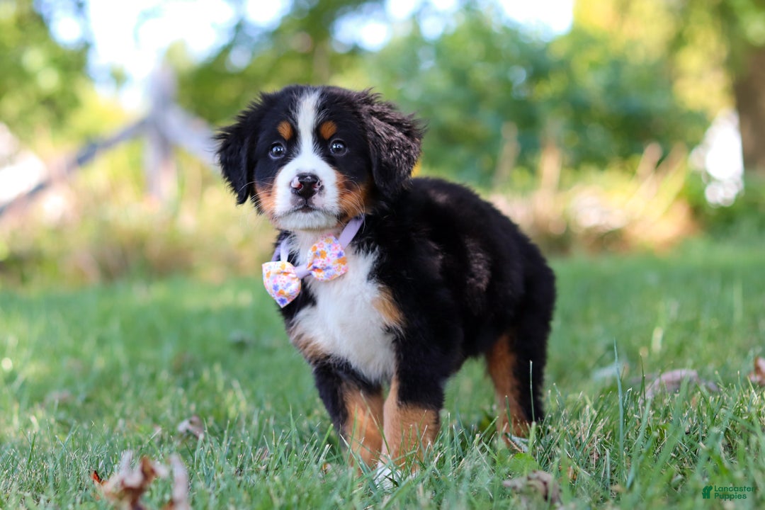 Bernese Mountain Dog dogs for sale: Oakley  - Ad 10