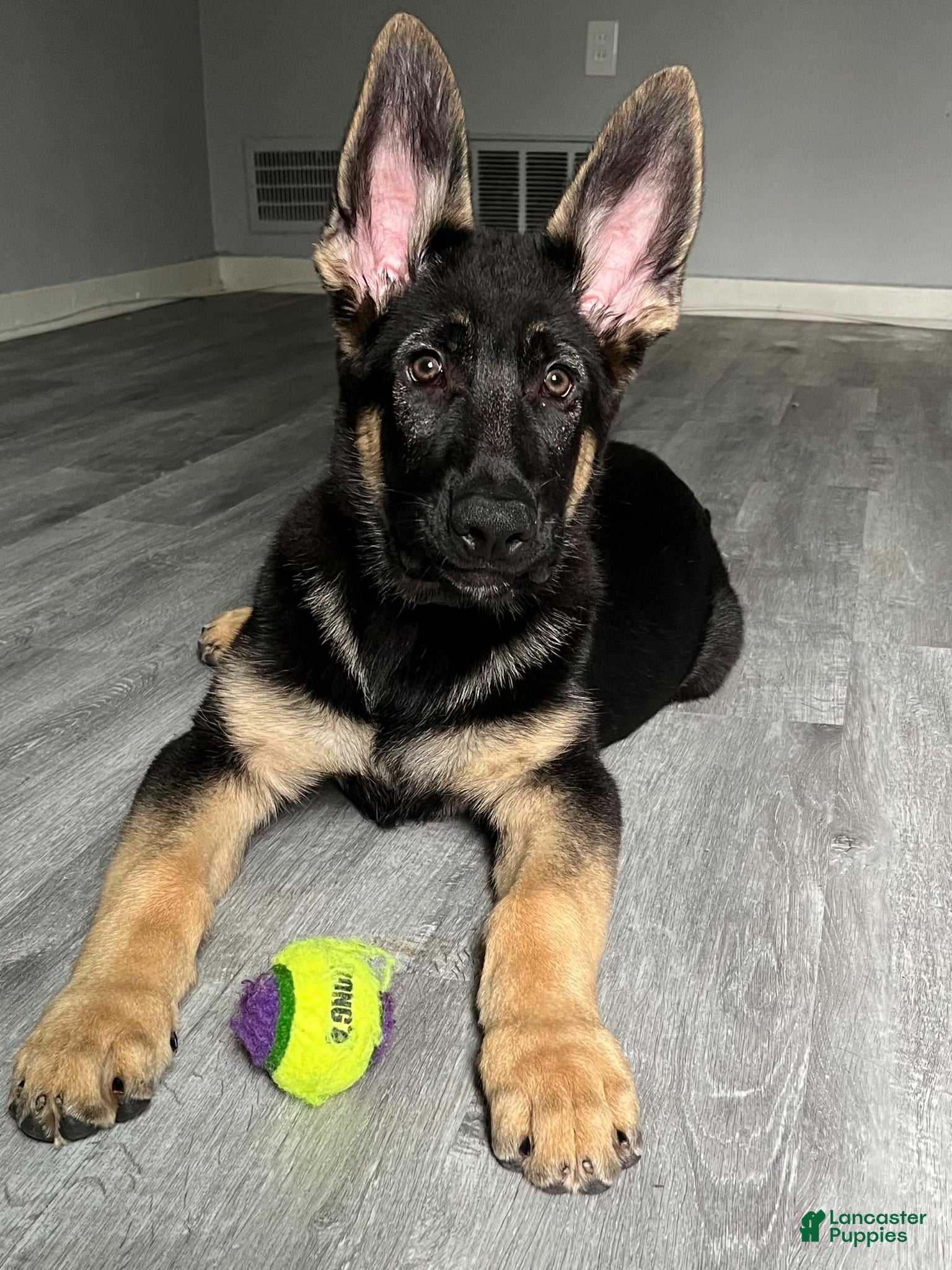 German Shepherd dogs Kado - Ad 7