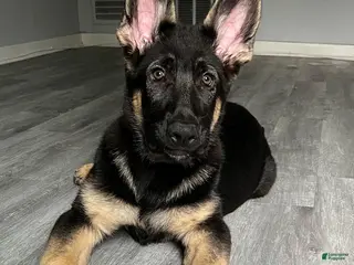 German Shepherd dogs Kado - Ad 7