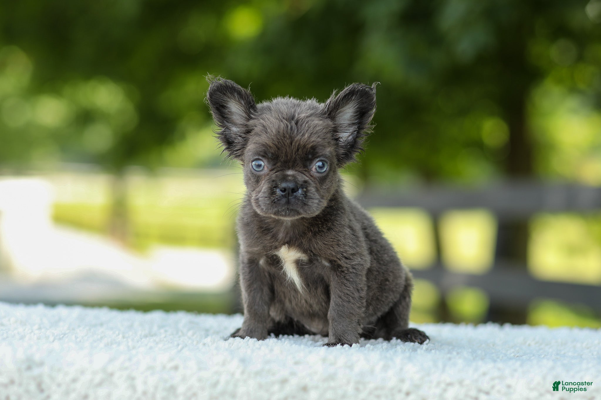 French Bulldog dogs Kate - Ad 1