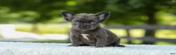 French Bulldog dogs for sale: Kate - Ad 1