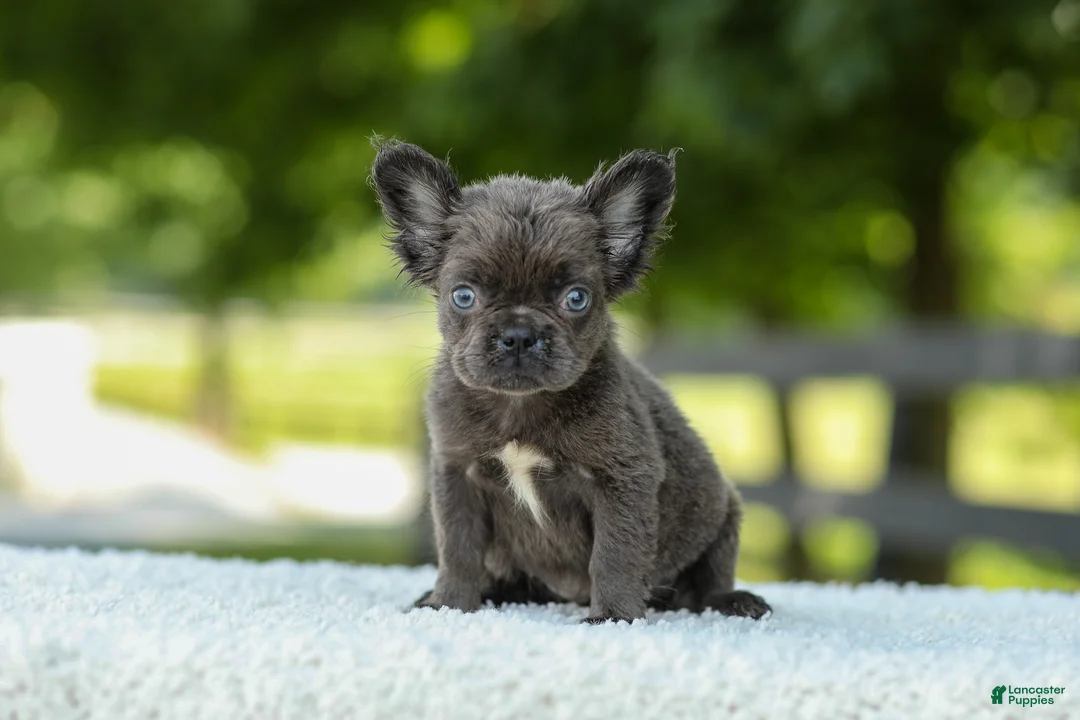 French Bulldog dogs for sale: Kate - Ad 1