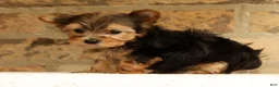 Yorkshire Terrier dogs for sale: Princess - Ad 6