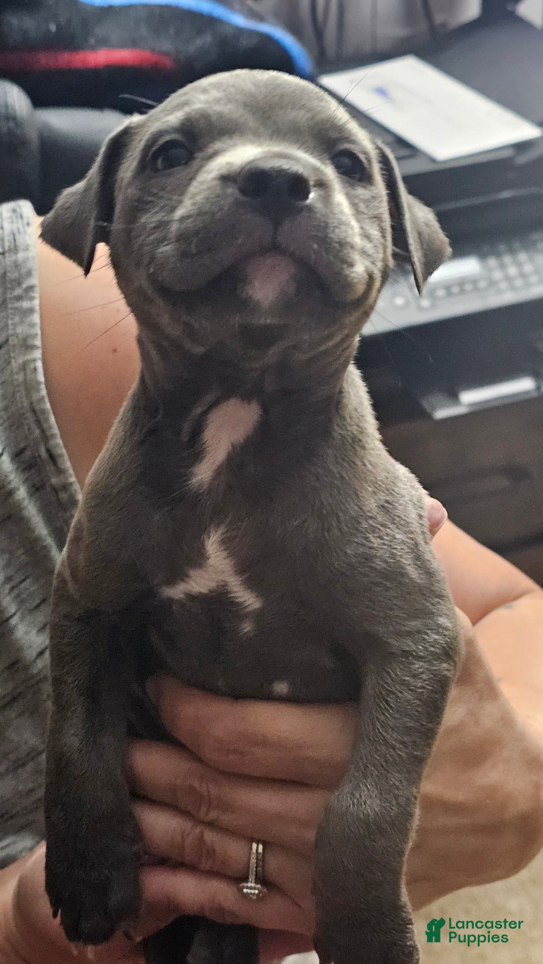 American Pit Bull Terrier dogs for sale: Blue Nose Pitbul Percy - Ad 1