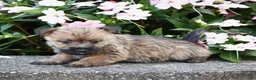 Cairn Terrier dogs for sale: Ariel - Ad 3