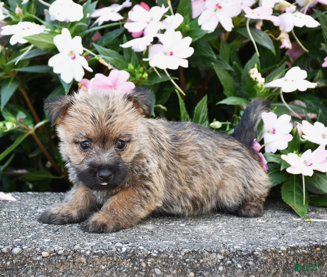 Cairn Terrier dogs for sale: Ariel - Ad 3