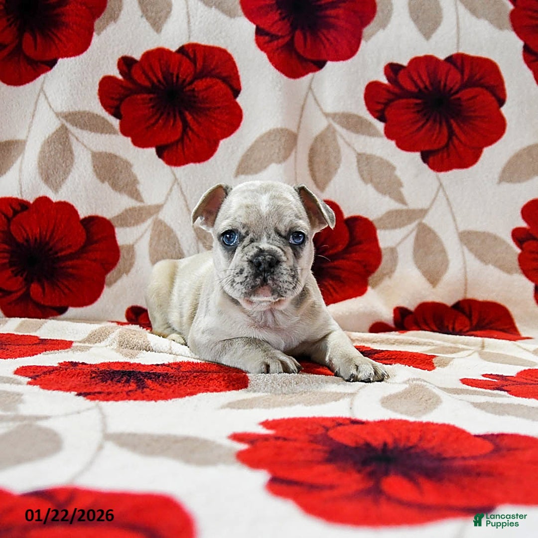 French Bulldog dogs for sale: Blaze - Ad 4
