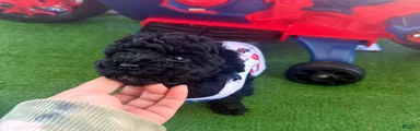 Toy Poodle 3