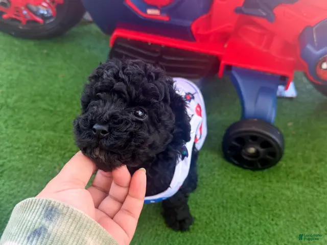 Toy Poodle dogs for sale: Toy Poodle 3 - Ad 27