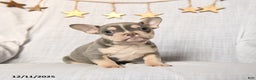 Frenchton dogs for sale: Jingles - Ad 1