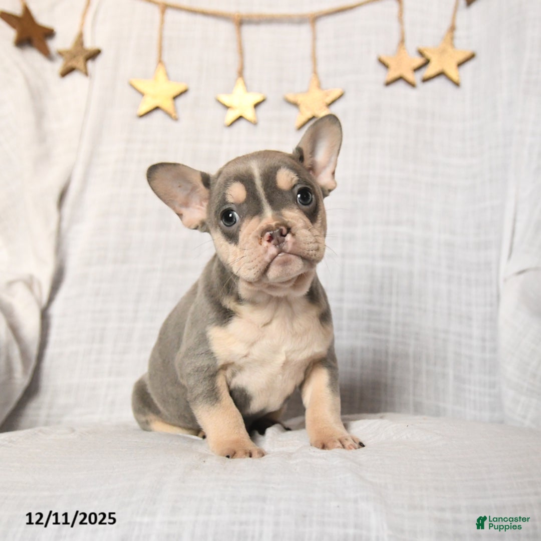 Frenchton dogs for sale: Jingles - Ad 1