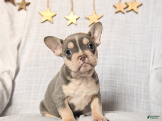 Frenchton dogs Jingles - Ad 13