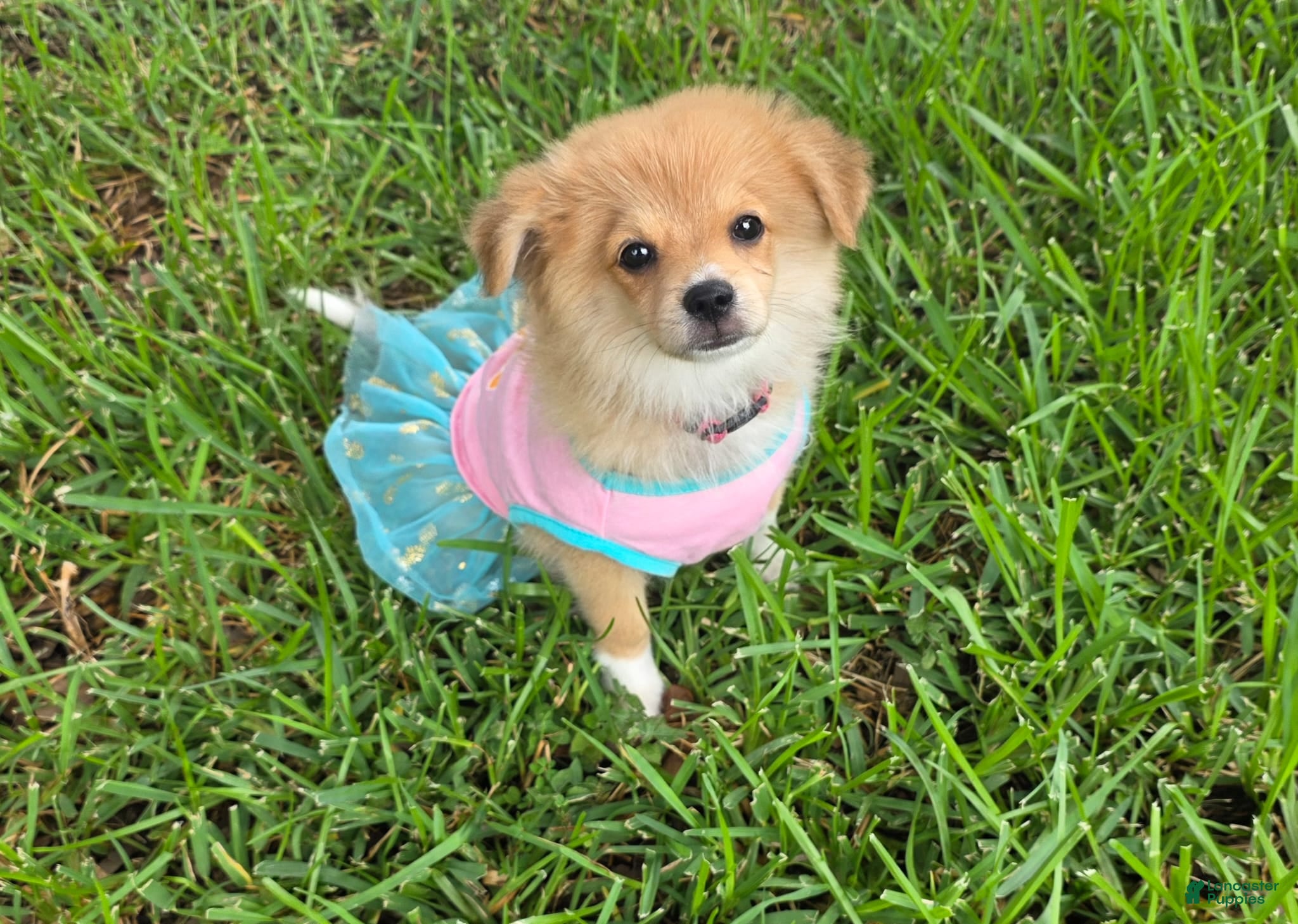 Mixed Breed dogs Mixed Breed 2 - Ad 24