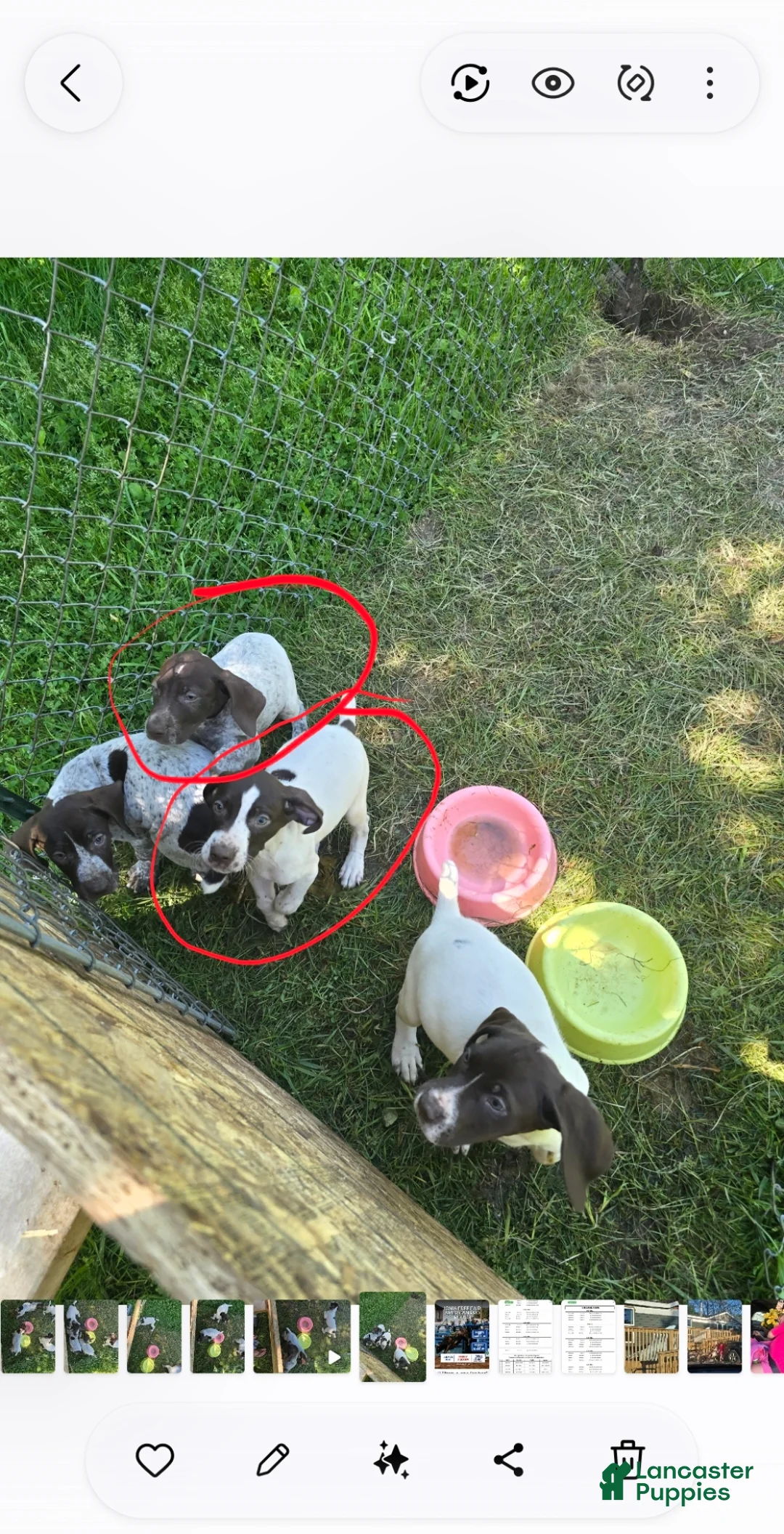 German Shorthaired Pointer dogs for sale: German Shorthaired Pointer Puppy 1 - Ad 7