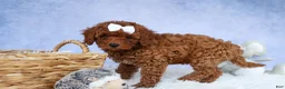 Cavapoo dogs for sale: TASHA - Ad 17