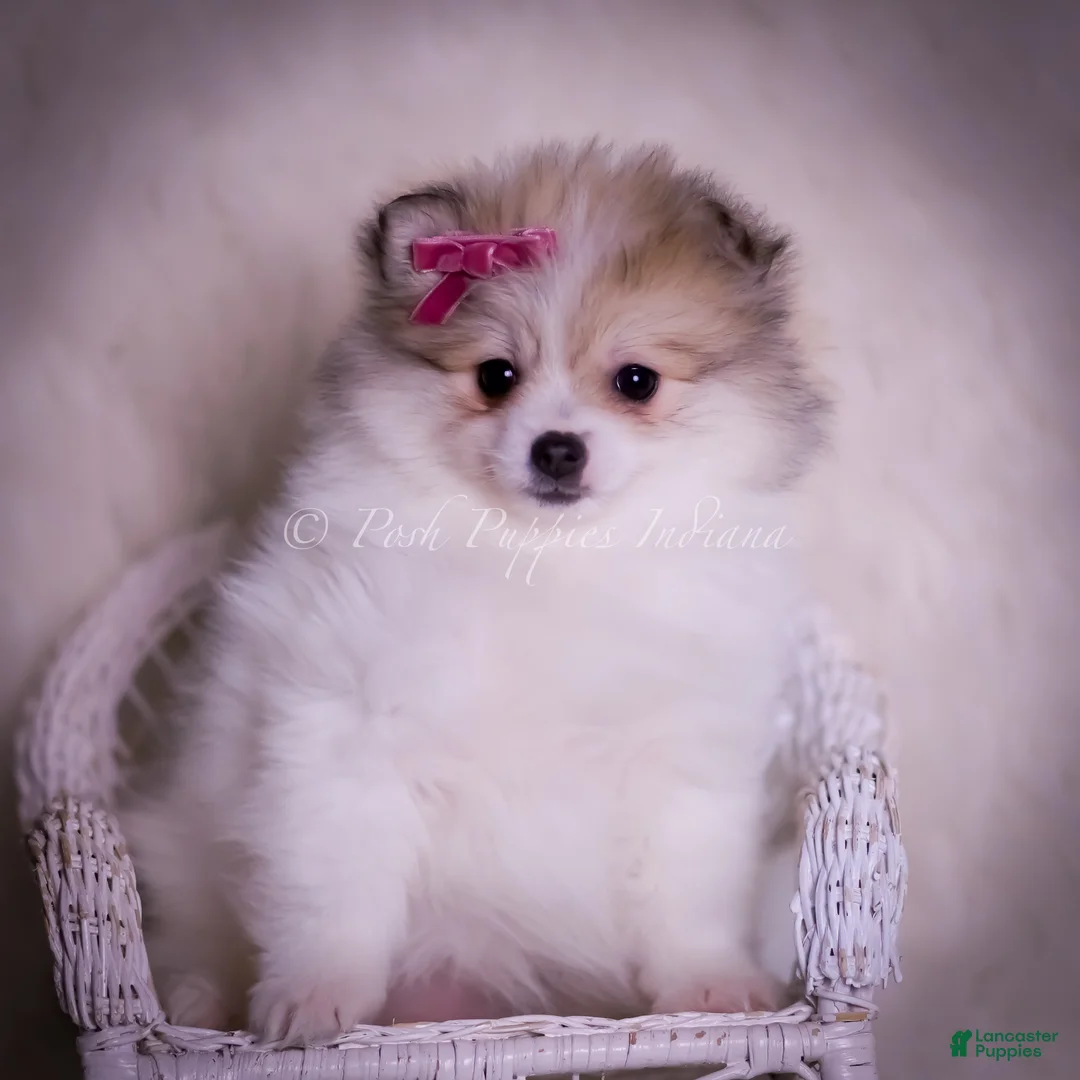 Pomeranian dogs for sale: Stacie - Ad 3