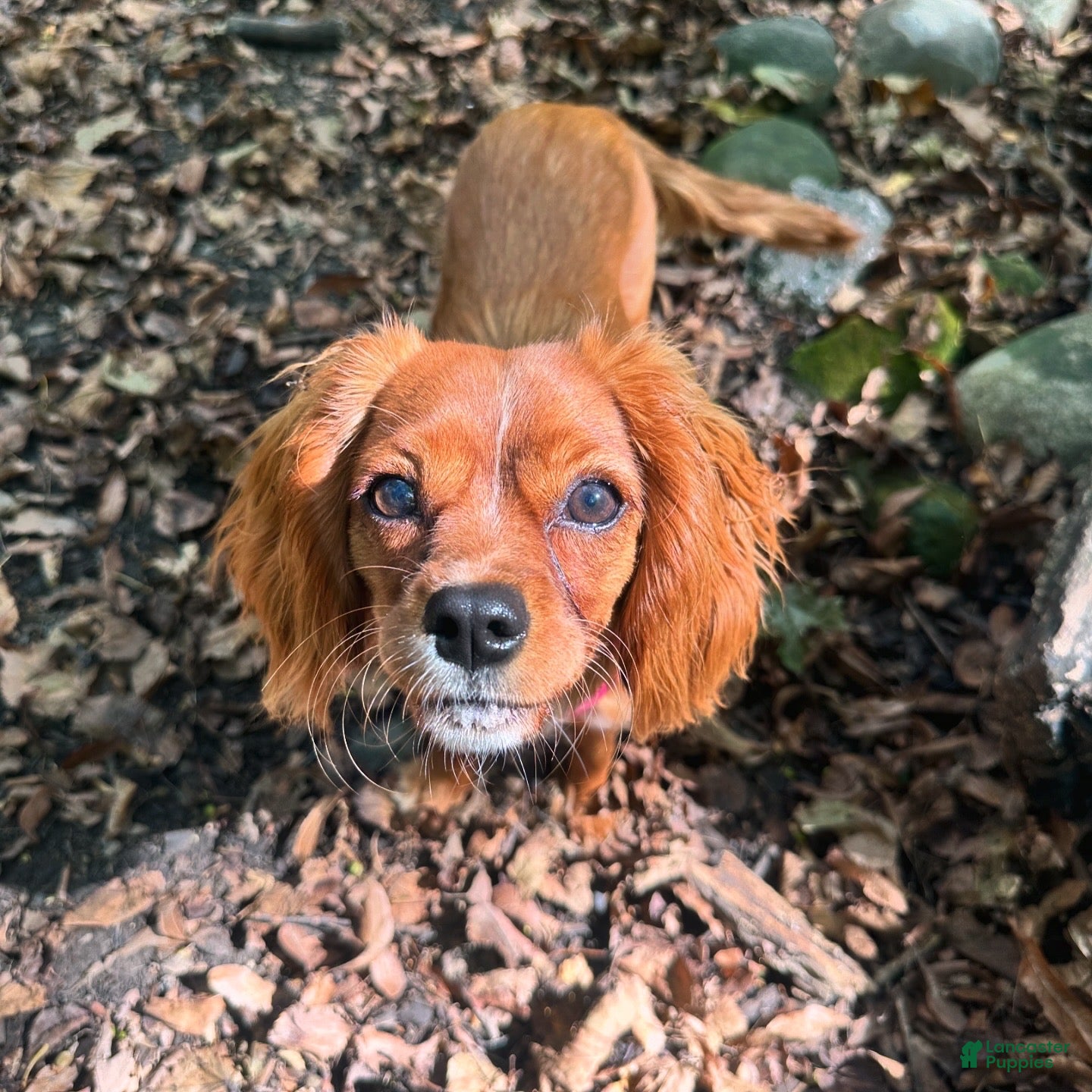 Cavalier King Charles Spaniel dogs Cavalier King Charles Spaniel Puppy 1 - Ad 2