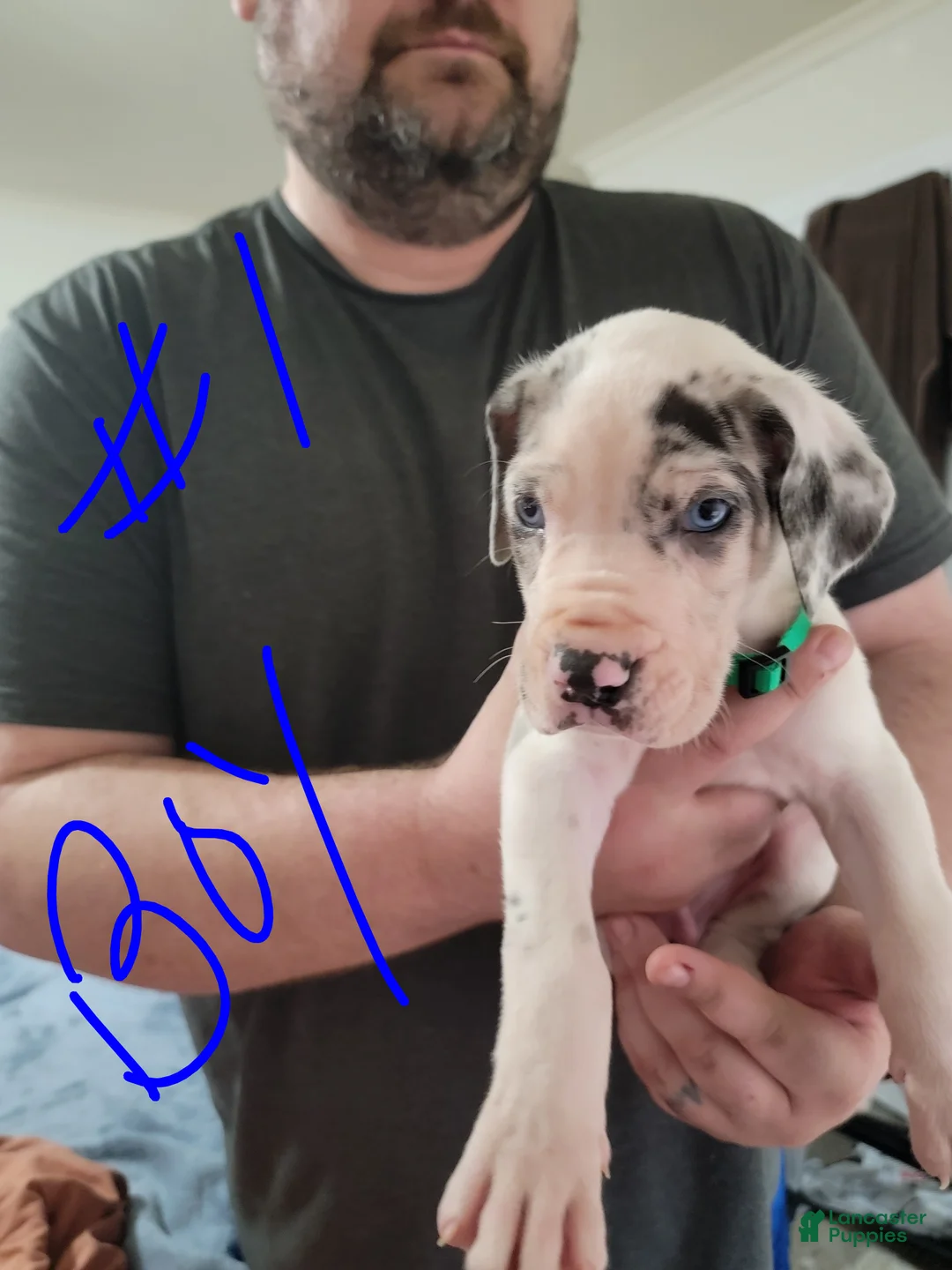 Great Dane dogs for sale: Great Dane Puppy 1 - Ad 2
