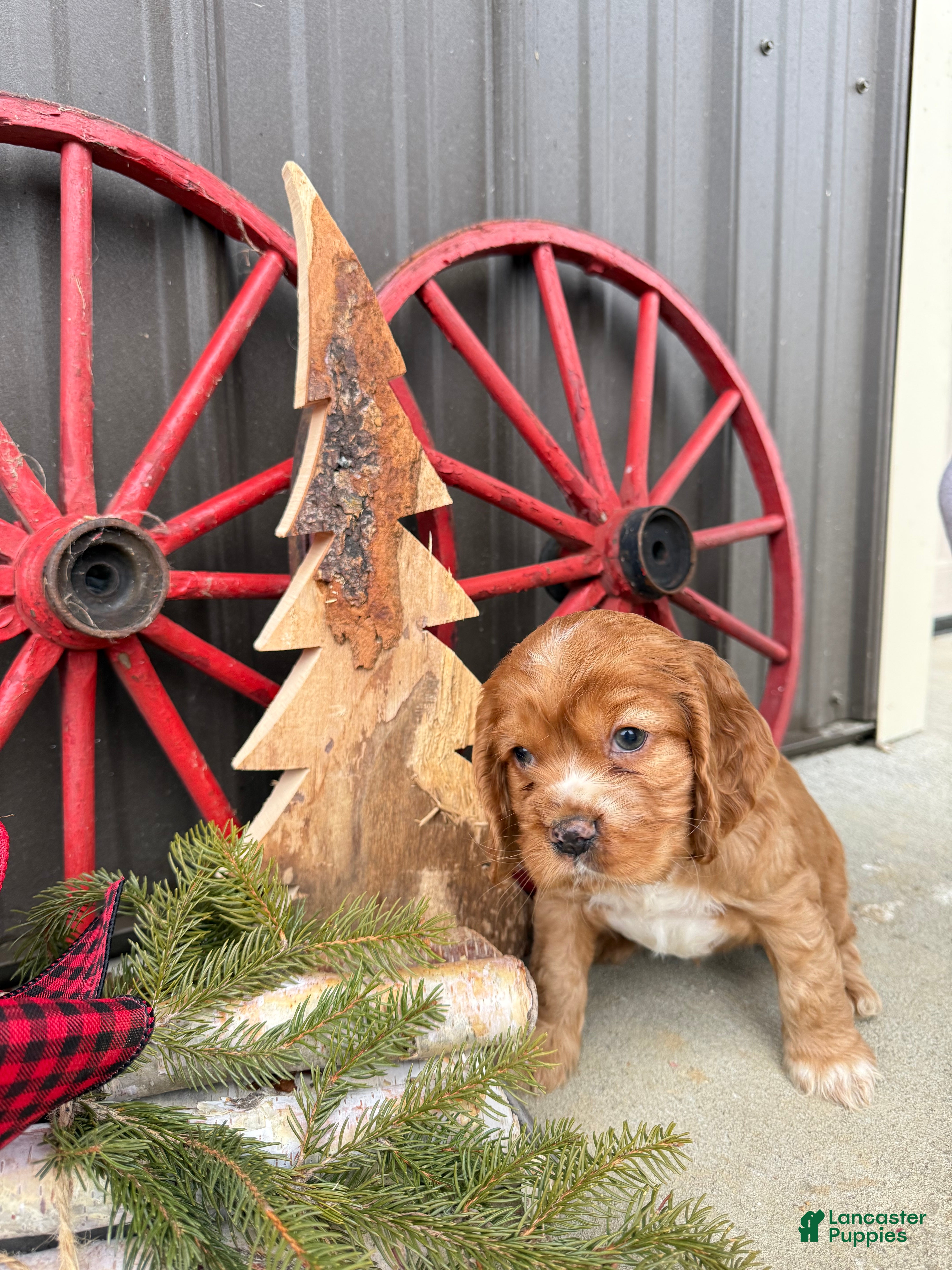 Cocker Spaniel dogs Alfie - Ad 9