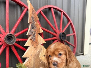 Cocker Spaniel dogs Alfie - Ad 29