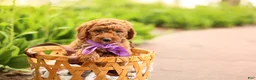 Mini Goldendoodle dogs for sale: Birdie - Ad 3
