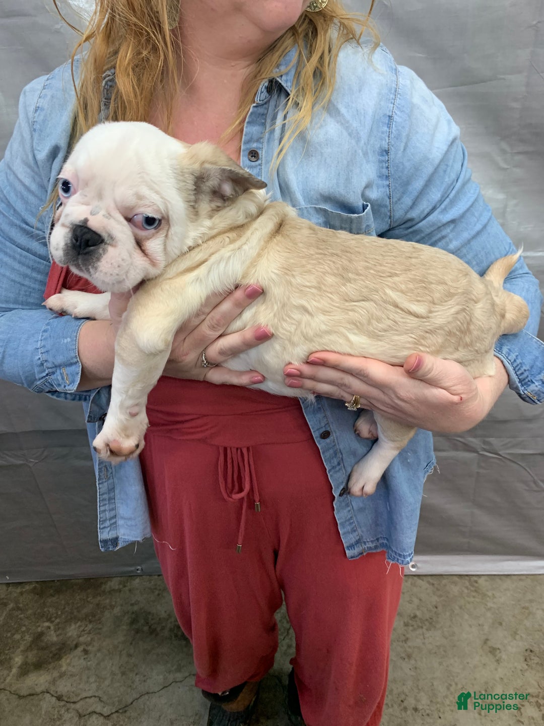 Frug dogs for sale: Fiona - Ad 2