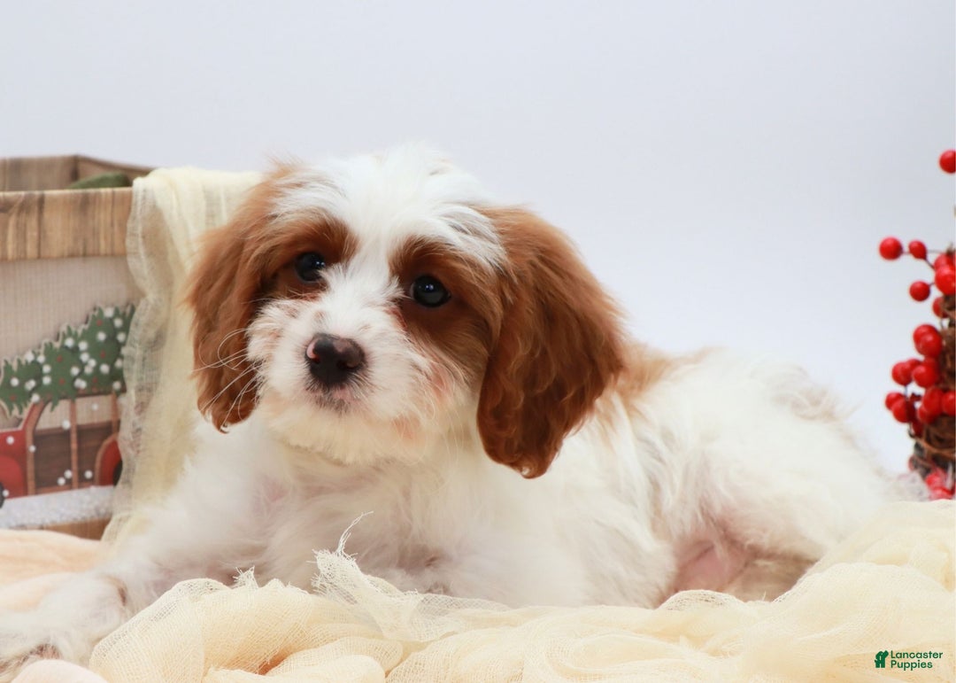 Cavapoo dogs for sale: Finn - Ad 2