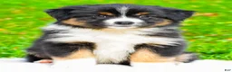 Miniature Australian Shepherd dogs for sale: Joy - Ad 5