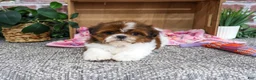 Shih Tzu dogs for sale: Marigold - Ad 2