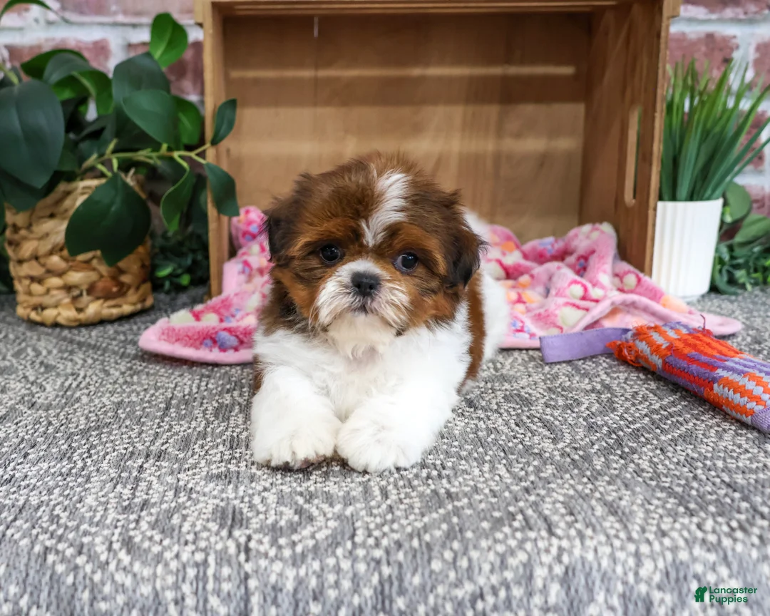 Shih Tzu dogs for sale: Marigold - Ad 2