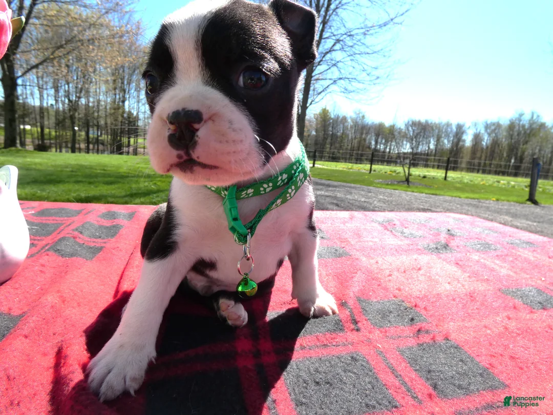 Boston Terrier dogs for sale: Boston Terrier Puppy 3 Marky - Ad 1