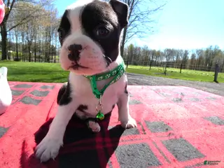 Boston Terrier dogs Boston Terrier Puppy 3 Marky - Ad 38