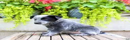 Australian Cattle Dog dogs for sale: Sally - Ad 5