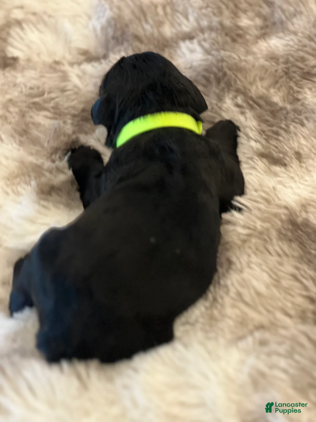 Giant Schnauzer dogs for sale: Archibald “Archie”  - Ad 4