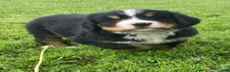 Bernese Mountain Dog dogs for sale: Hazel  - Ad 7