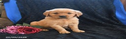Golden Retriever dogs for sale: Julie   - Ad 3