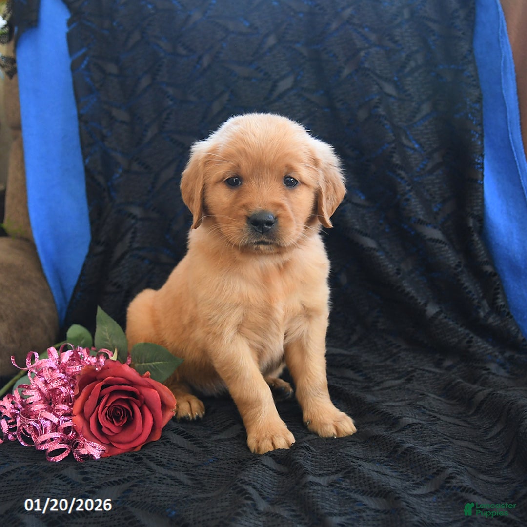 Golden Retriever dogs for sale: Julie   - Ad 3