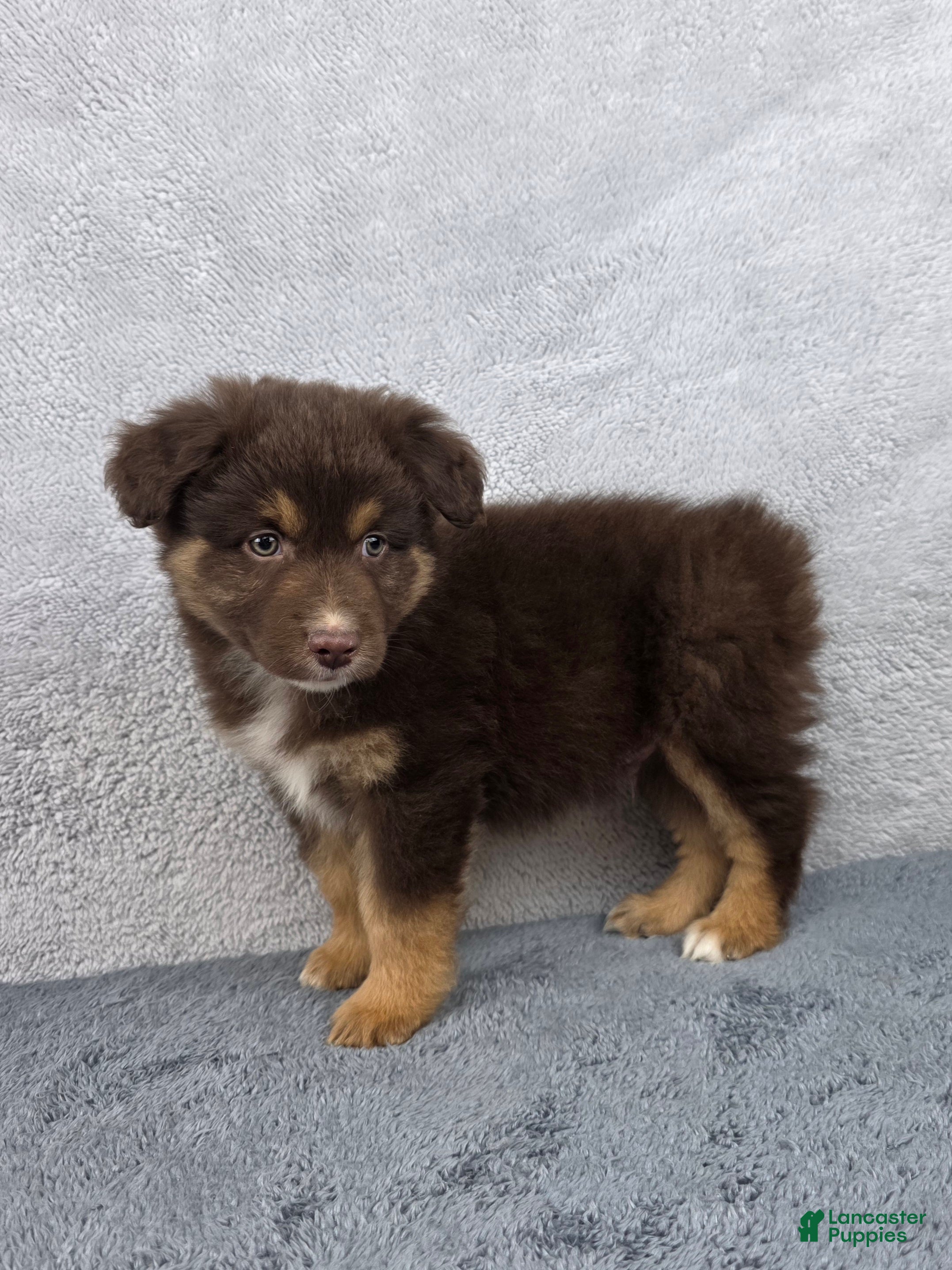 Miniature Australian Shepherd dogs Cash - Ad 1
