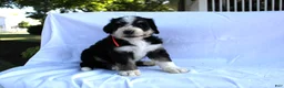 Bernedoodle dogs for sale: Sasha - Ad 12