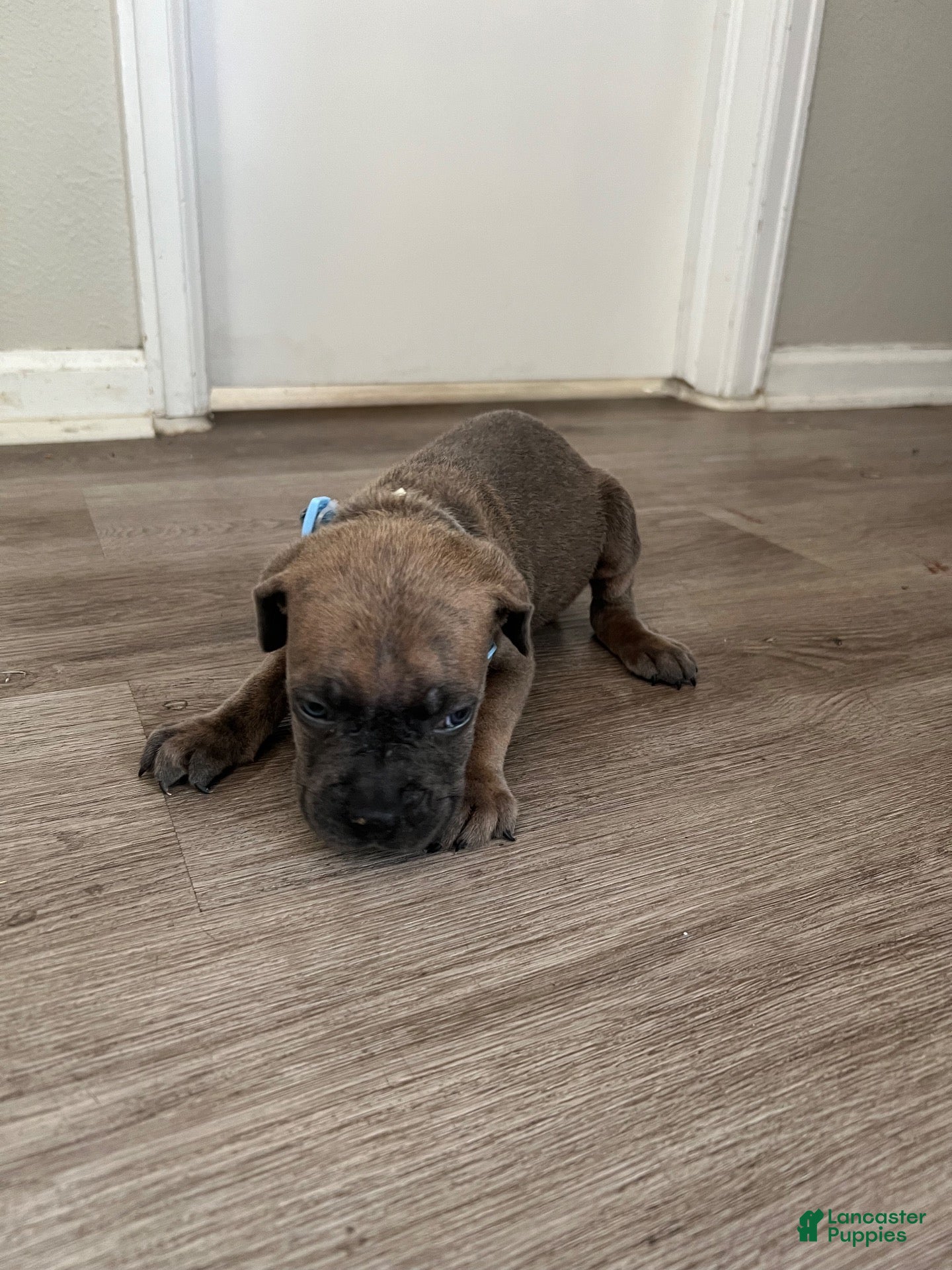Cane Corso dogs Cane Corso 10 - Ad 2